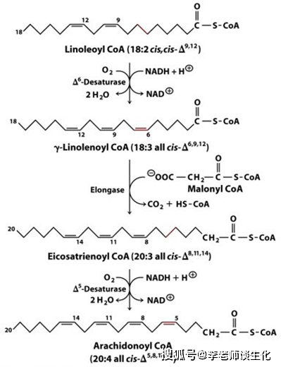 原创脂肪酸的合成代谢
