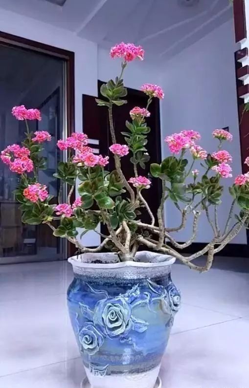 哪些花可以做盆景 6cccc4d36fd543cb82d174d35c7b522e.jpeg