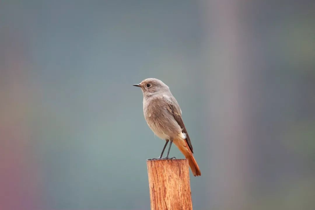 鸟鸣 male nightingales spend the winter practicing 雄性夜莺在