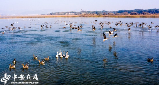 安徽庐江:黄陂湖湿地迎来大量越冬候鸟(组图)