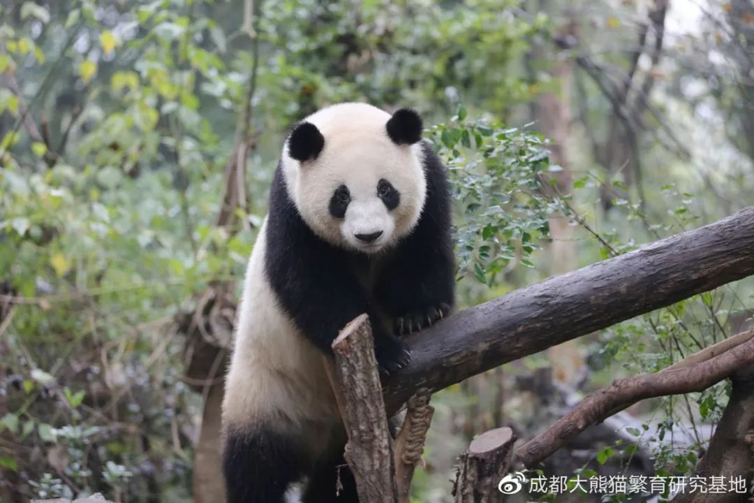 有视频刚到南宁动物园的大熊猫长这样来日报哥这抢先看