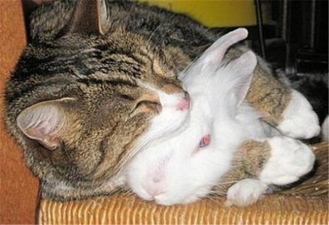兔子霸占小貓的貓窩，主人本以為貓咪會生氣，可貓竟愛上了兔毛？ 寵物 第5張