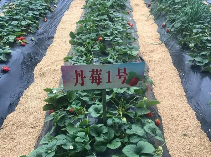 小白草莓 以上便是小编整理的当前高市场前景的草莓品种,在这里还要