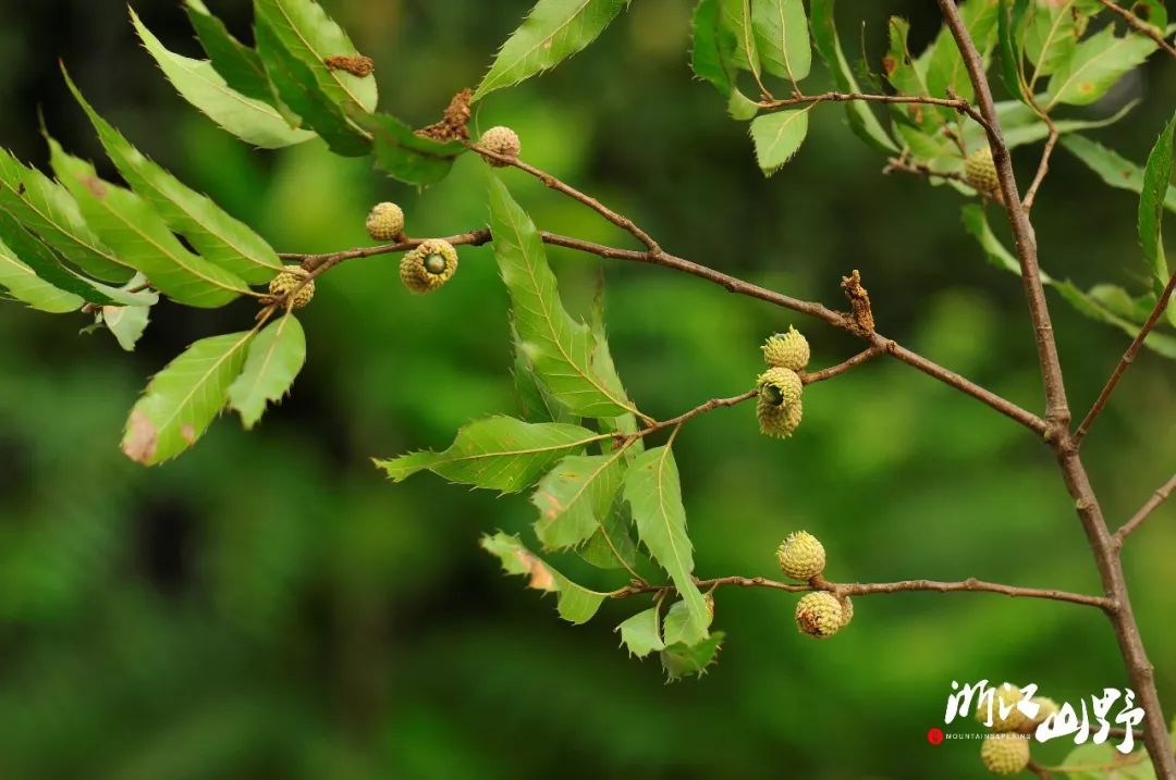 小叶栎(quercus chenii)跟麻栎树冠相似