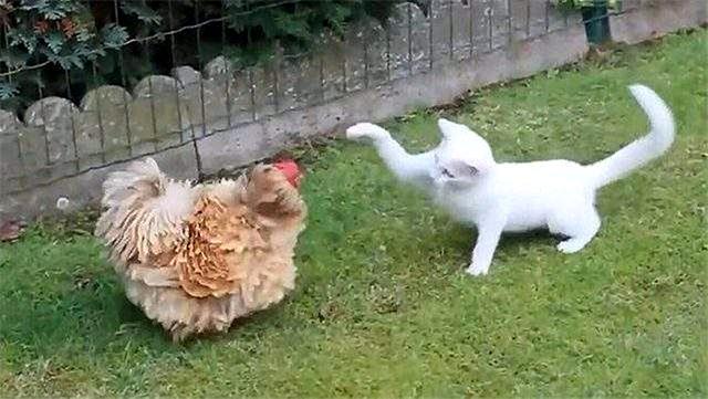 兔子霸占小貓的貓窩，主人本以為貓咪會生氣，可貓竟愛上了兔毛？ 寵物 第6張