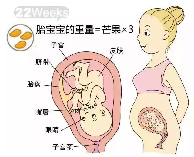 怎么长胎儿的腹围 c5e52653b4dc4cb9ba57a582e4262559.jpeg