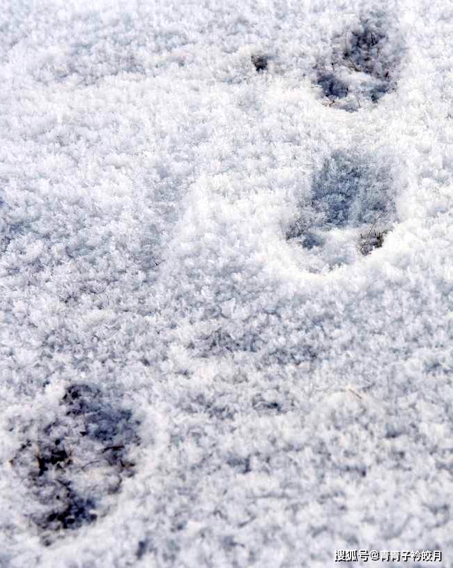 新疆隐匿的这处田园鲜为人知北山羊成群结队风光绝美发现雪豹足迹