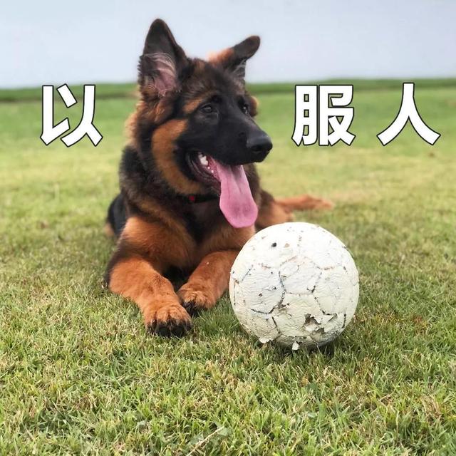 猜成语什么犬_看图猜成语什么成语(2)