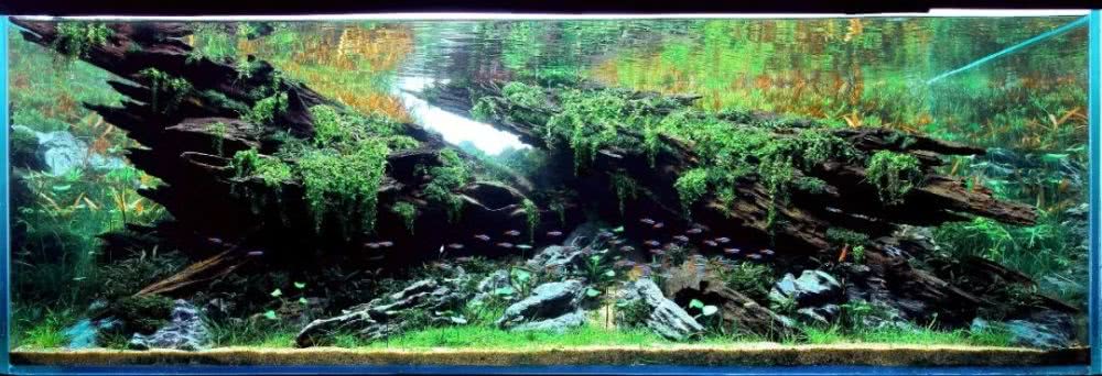 本色水景 |iaplc2019-世界水草造景大赛冠军作品,生态