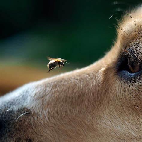 蜜蜂为什么不蜇狗 ec20f7c7c6bc4028926b25a4b59e02be.jpeg