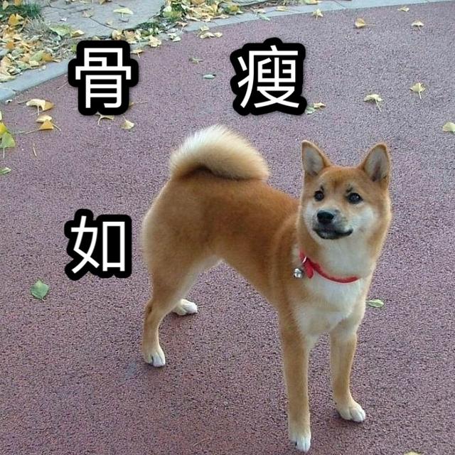 哭犬猜成语_看图猜成语