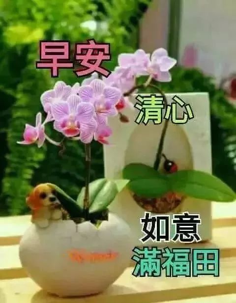 星期天最新漂亮早上好动态美图鲜花带字,早晨好幸福暖