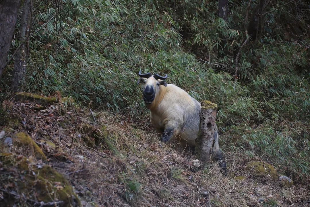 寒假招募发现野生动物之旅唐家河