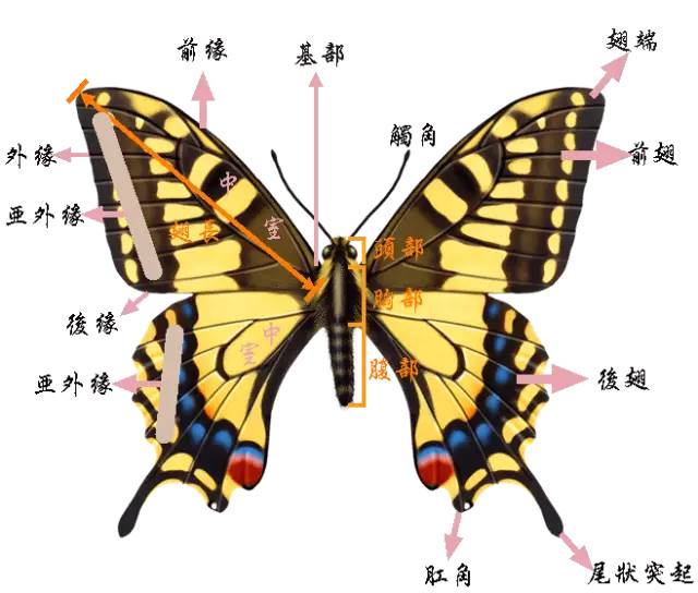 蝴蝶的身体分为头部,胸部和腹部,躯体表面密披着整齐的鳞片和鳞毛