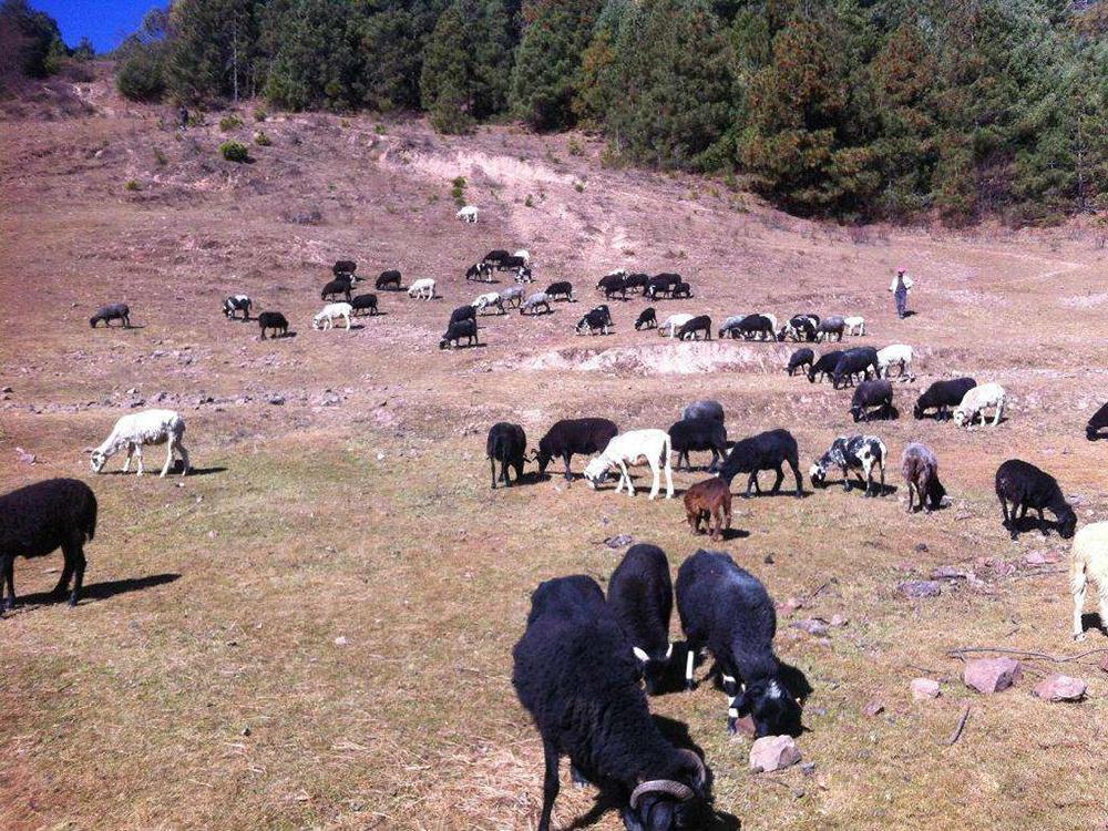 什么是黑色农业 28fb23c84c5742a89e822edf38e1fb89.jpeg