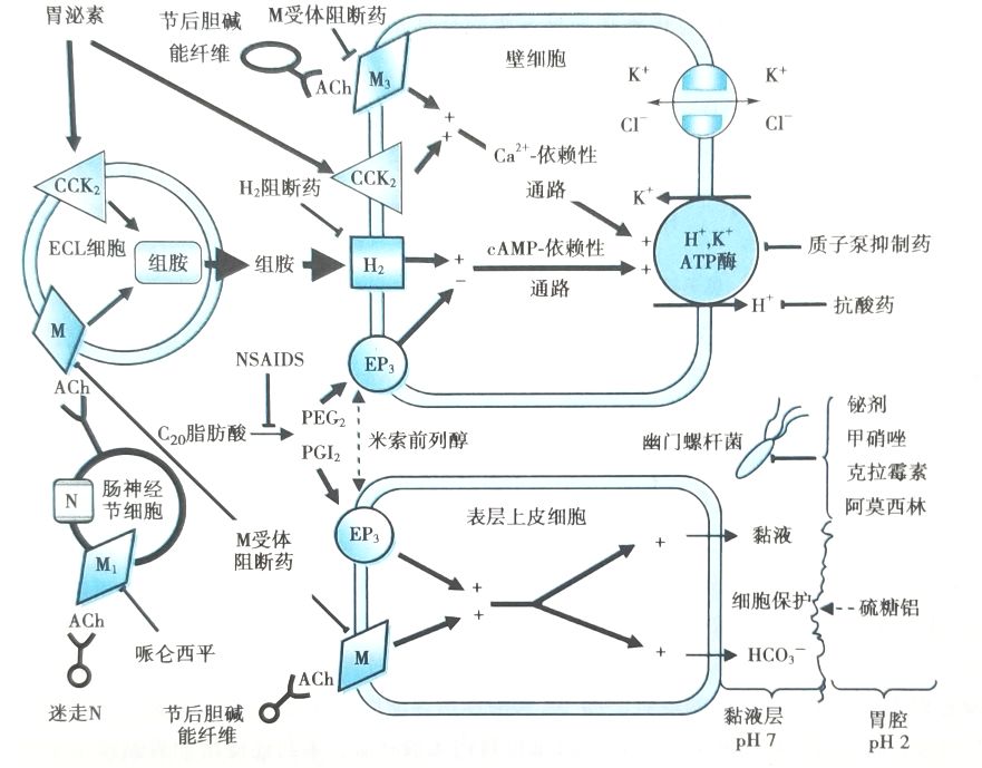 药理学解热镇痛抗炎激素类药物知识点