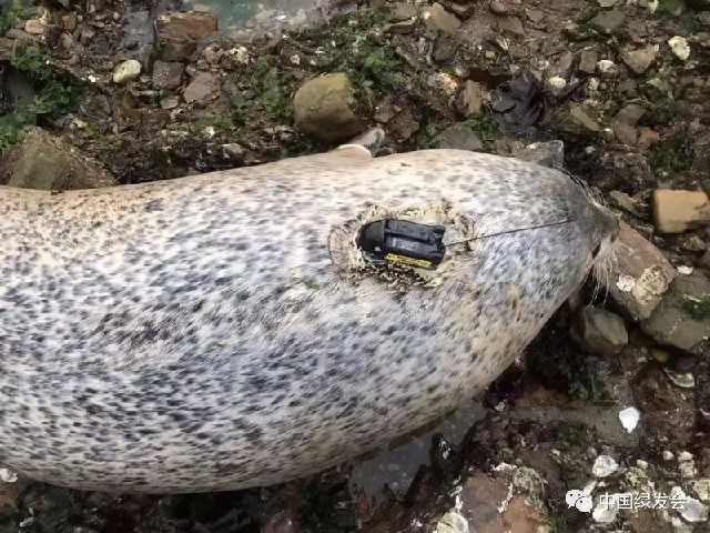 海和盗猜成语_看图猜成语(3)