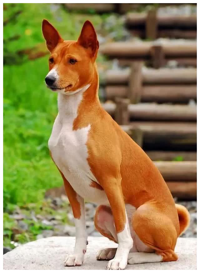 巴仙吉犬:几乎不吠叫的狗狗!是狩猎好手,也是受欢迎的家庭犬