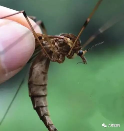 体型有巴掌大的蚊子，是世界上最大的蚊,却因口器退化不再吸血液
