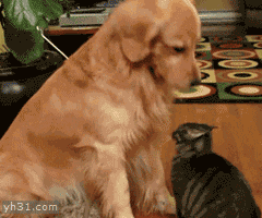 汪哥:太好了,各位狗爸猫妈们有什么想问的问题赶快参与吧! 喵妹