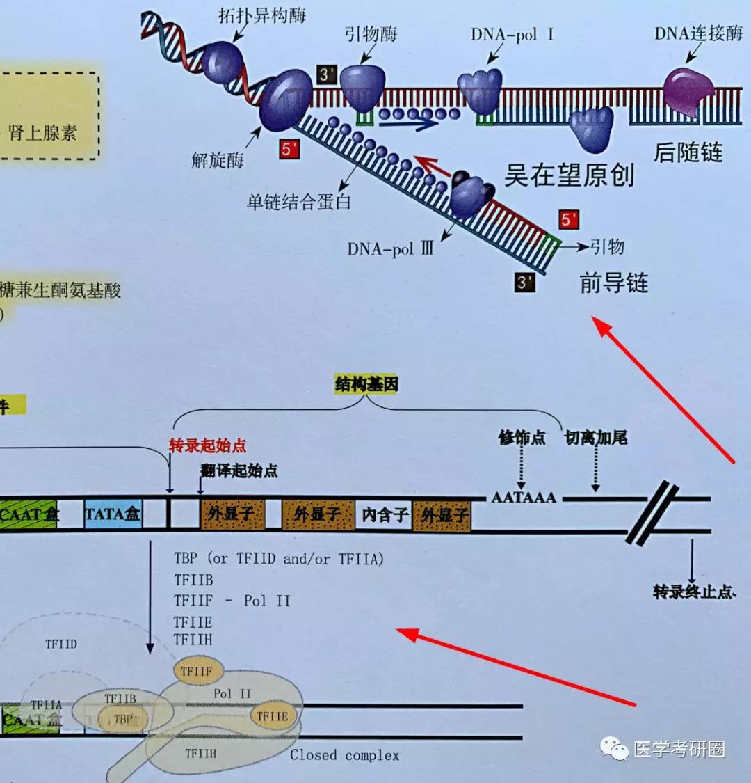 太low了吧,看看 吴在望生化九大代谢全图