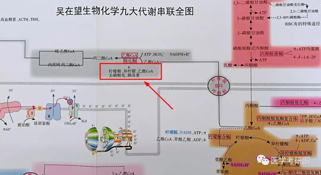 太low了吧,看看 吴在望生化九大代谢全图