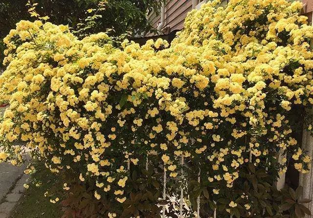最近抖音热推的法国香水藤 医生提醒: 植物全株有毒切勿随意种植