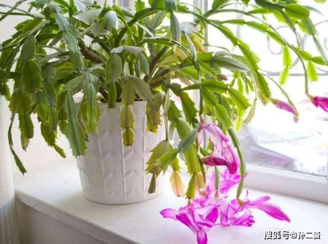 蟹爪兰浇水方法视频 5aeeb30ad16e41dfbc930abafb4036f0.jpeg