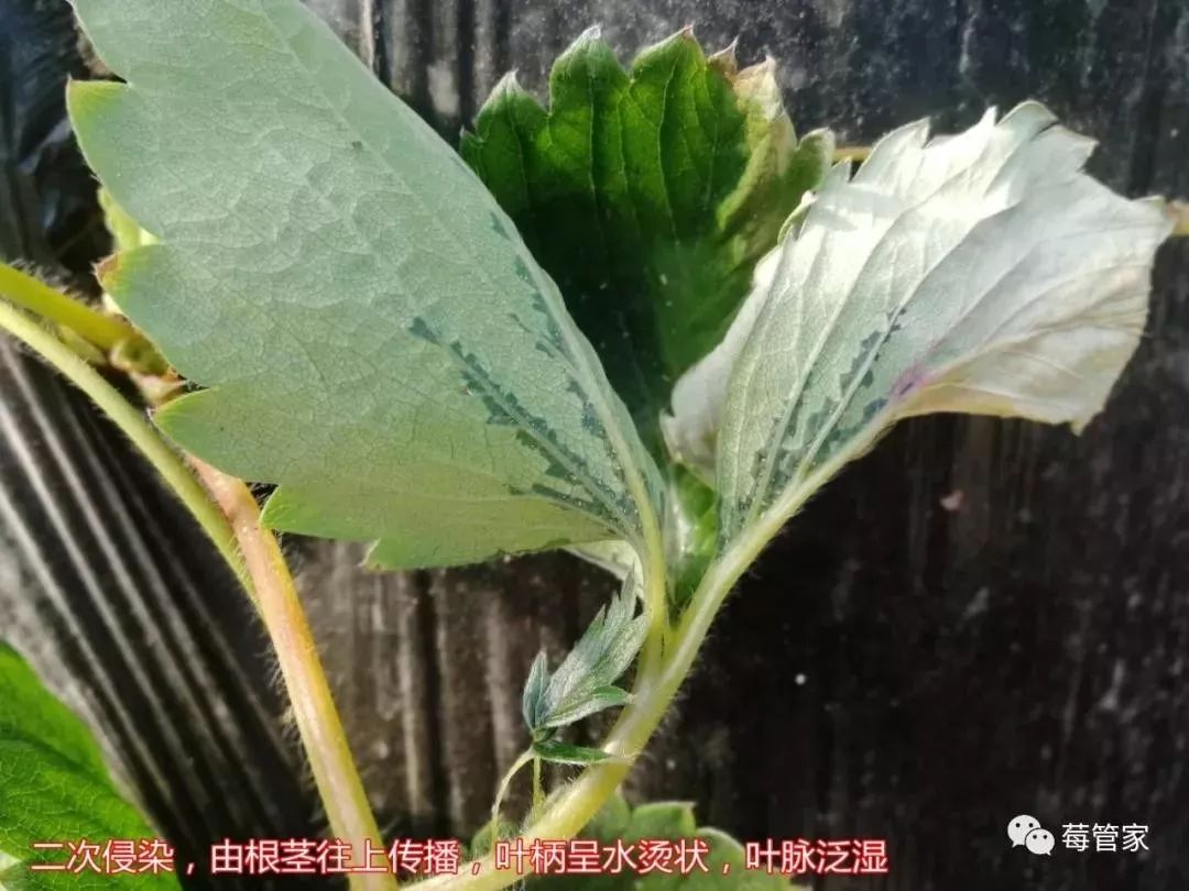 深度剖析草莓空心病