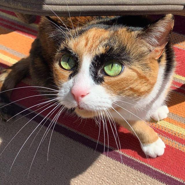 三花猫天生一对粗眉毛,看一眼笑半天:如花,是你吗?