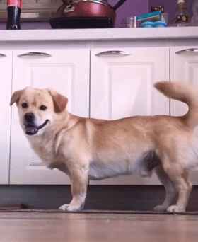 柯基找对象:别的无所谓,但娃的腿必须随我!_狗狗