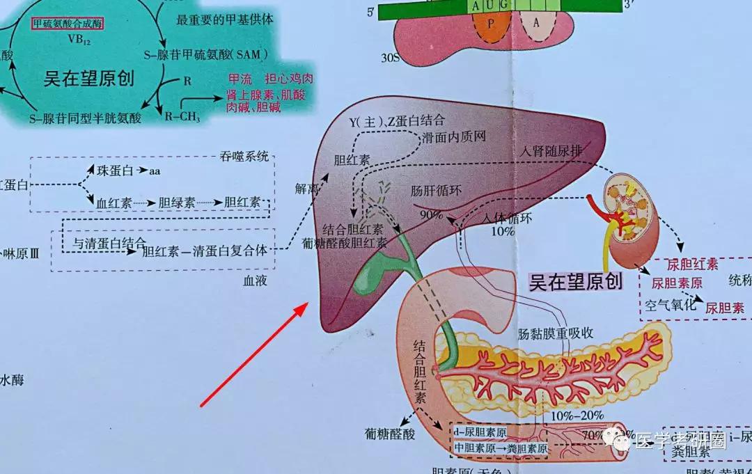 生化三大代谢图?太low了吧,看看 吴在望生化九大代谢全图