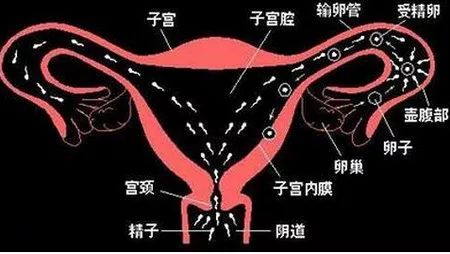 输卵管照影图怎么看