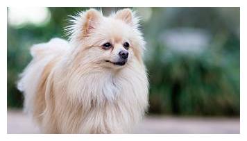 适合家里养的狗博美 98905710fc9945878931c45541da6bb6.jpeg