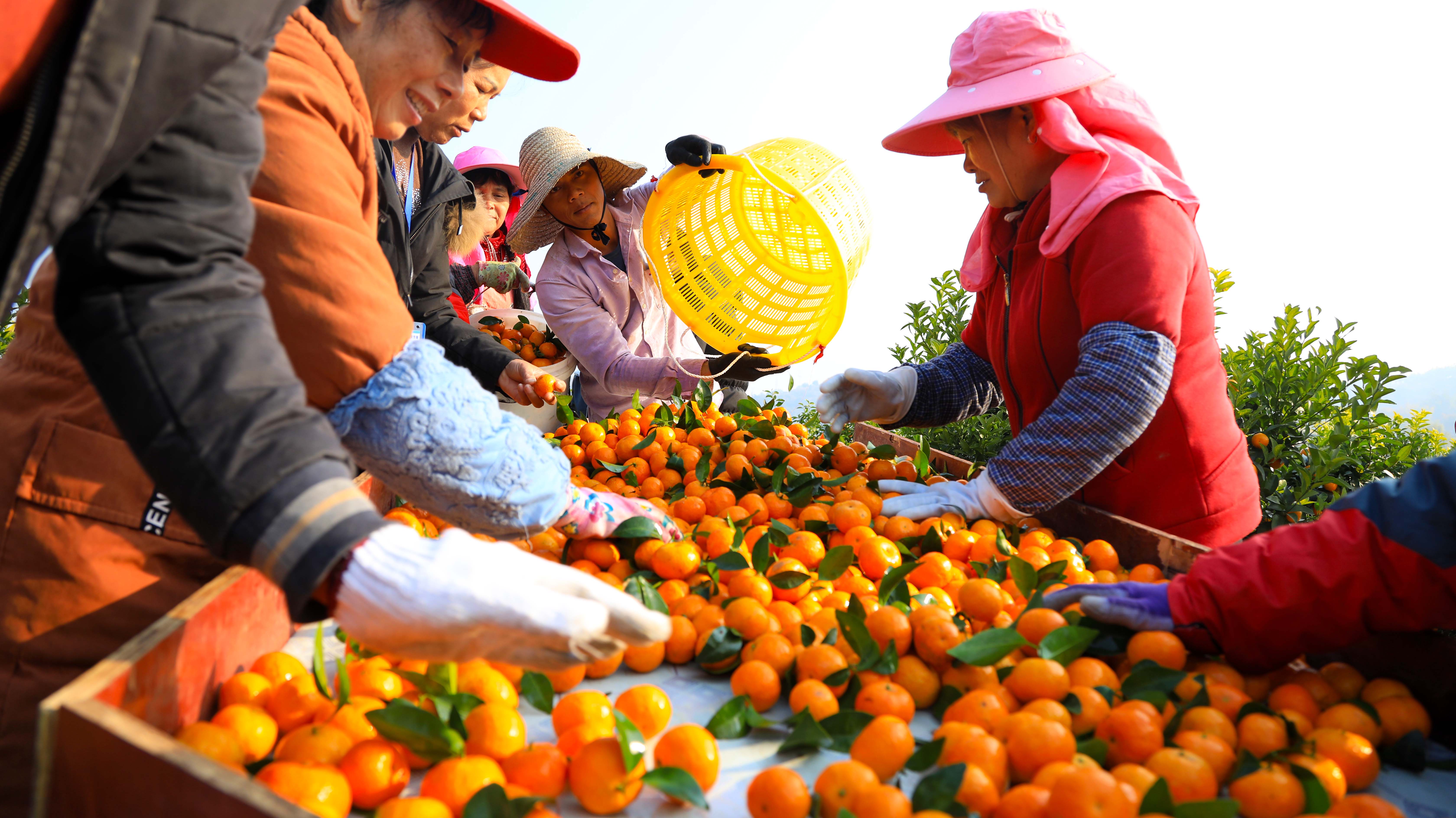 广西象州县隆重举办2019年农民丰收节暨第四届沙糖桔节