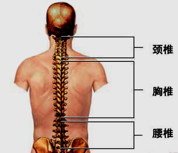 胸椎,颈椎,腰椎,骨棘突定位(图文详解)