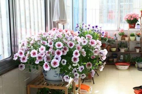哪些花可以用尿素施肥 a98bcc950b7a4deb98117c866b9dd116.jpeg