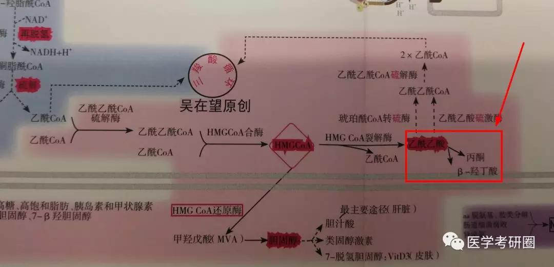 太low了吧,看看 吴在望生化九大代谢全图