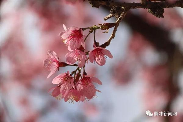 什么花在冬季里不会枯萎 c2035541820842be9bb8934cb473982c.jpeg