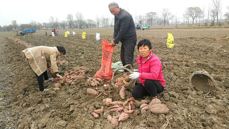 原创农民收获红薯,农村娃地头挖灶生火,乡村趣事为何变得无趣?