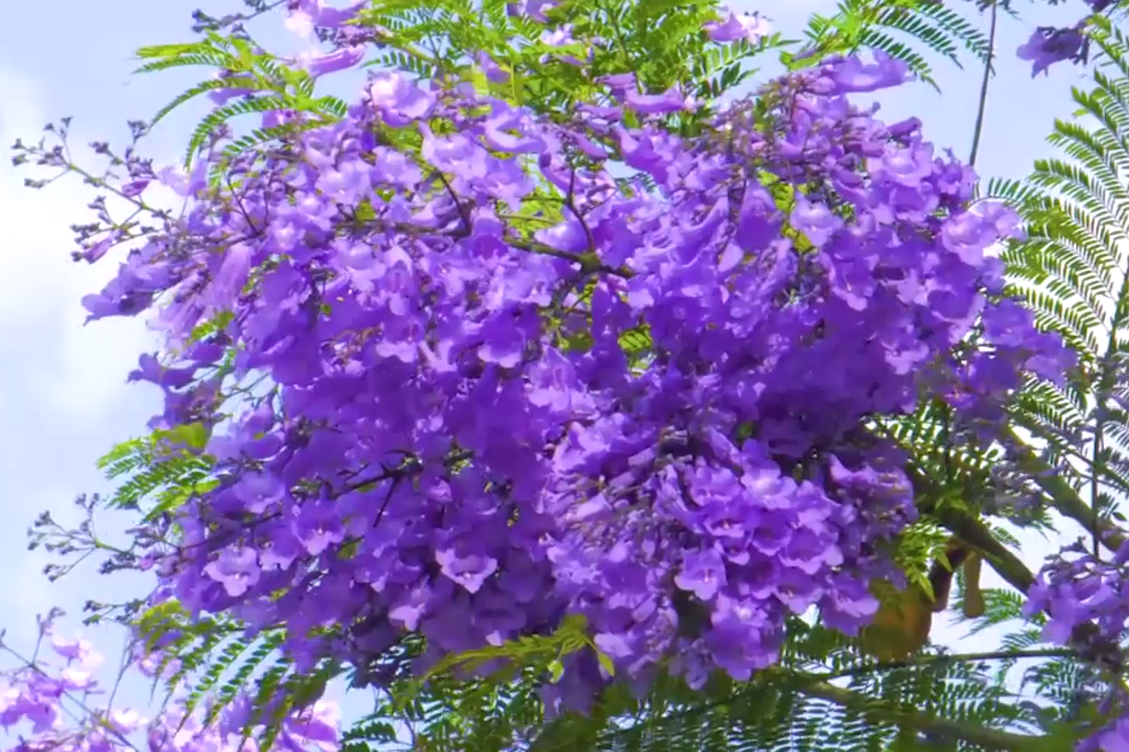 实拍昆明蓝楹花,成片紫色的花朵,真的很浪漫!