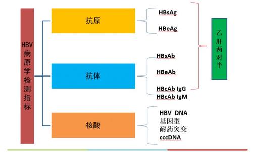 肝功能gdp_肝功能化验单(2)