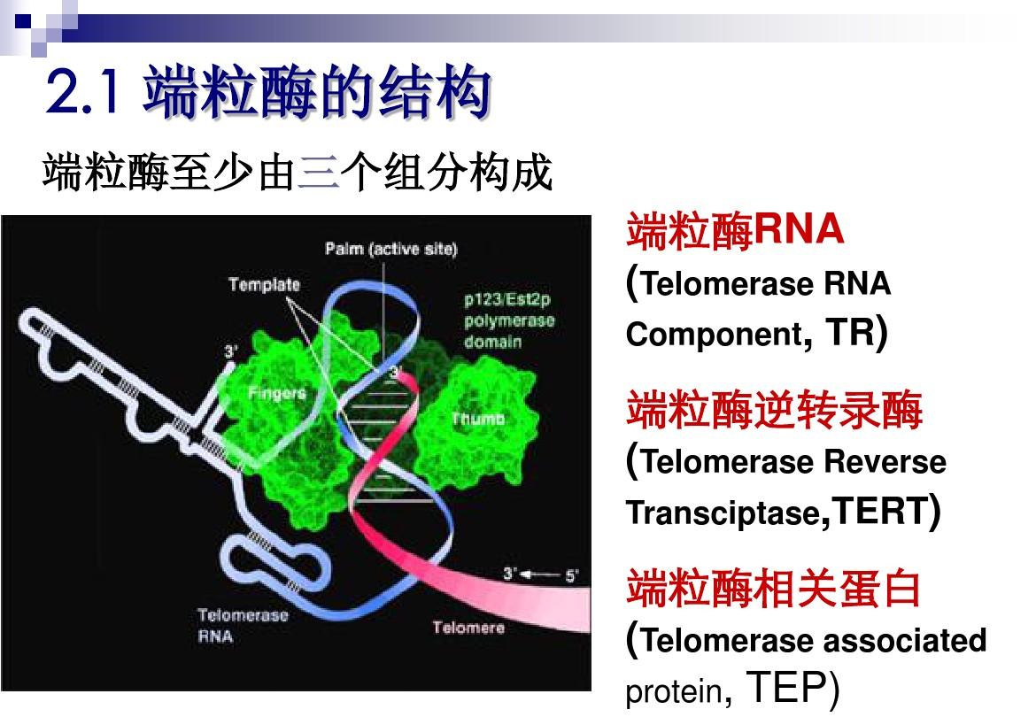 护肤界兴起的一种新的基因抗衰成分端粒酶这些你都知道吗