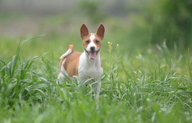 是狩猎好手,也是受欢迎的家庭犬