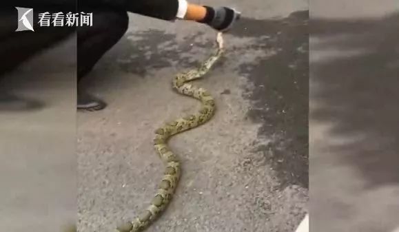 蛇是怎么爬到高层楼房去的 dcca4a5354df4495b9a882f4adad3667.jpeg