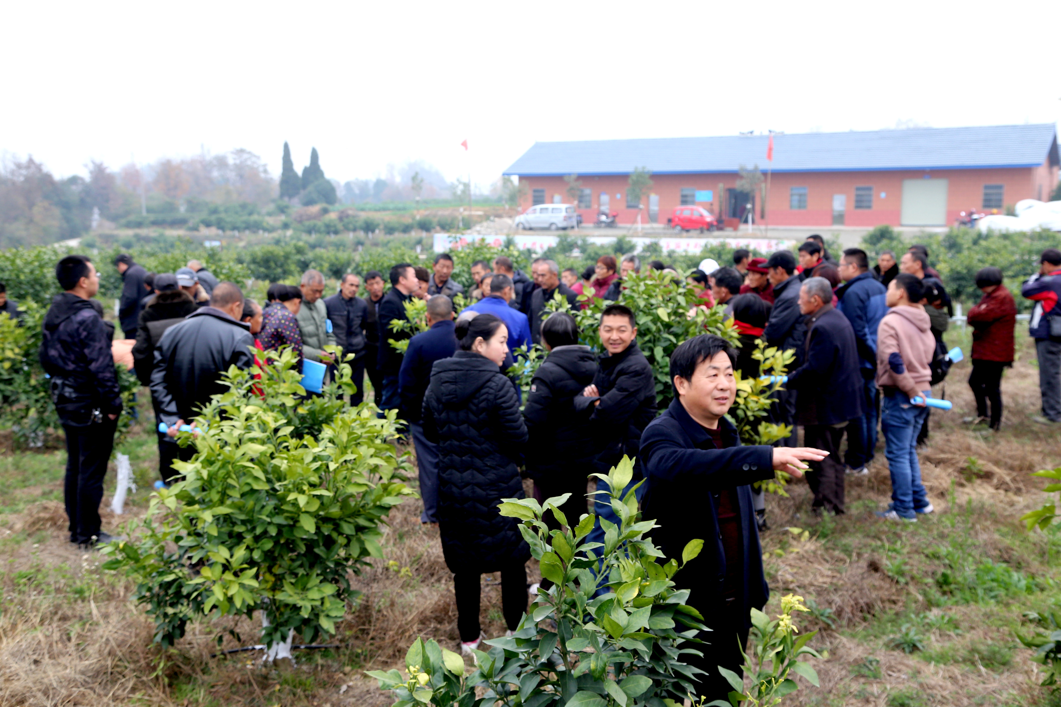 在矛戈头示范园(柑橘公园)举行了产业技术培训