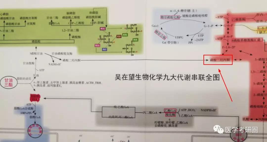 生化三大代谢图太low了吧看看吴在望生化九大代谢全图