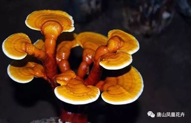当年徐福东渡求仙草—今朝凤凰花卉现吉祥!_灵芝