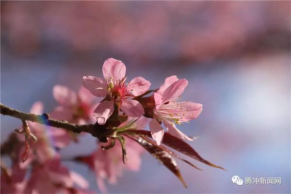 什么花在冬季里不会枯萎 f387b3b7c09d47a7a35421d04ccc9488.jpeg
