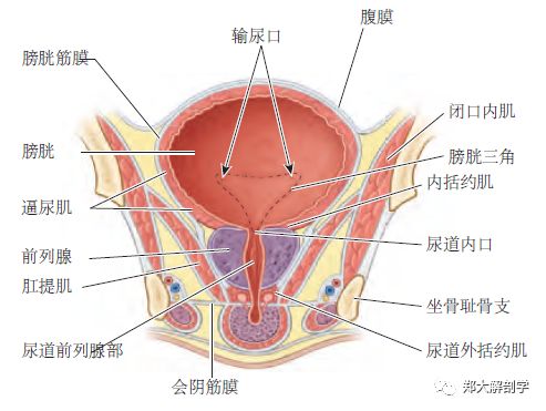 泌尿系统膀胱